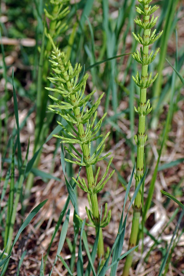 Equisetum telmateja